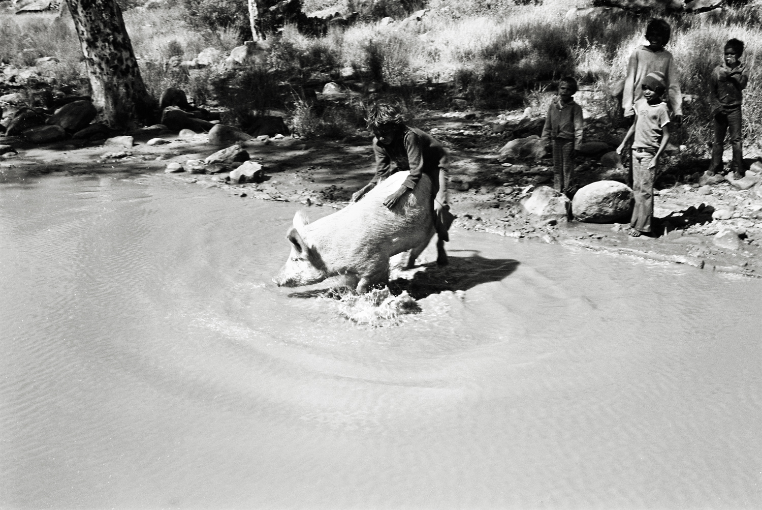 Boy with pig in river